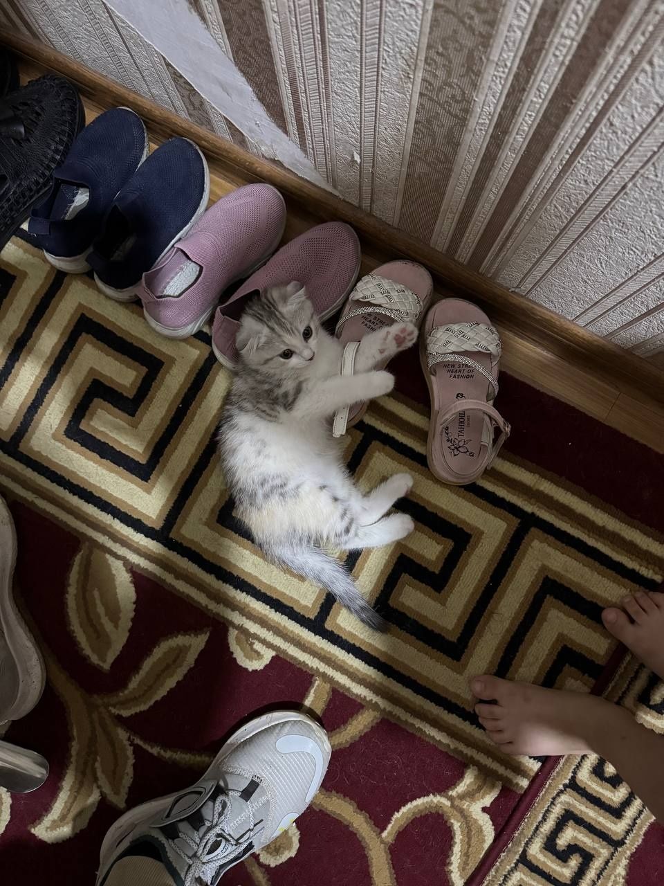Продаётся кошка вислоухая