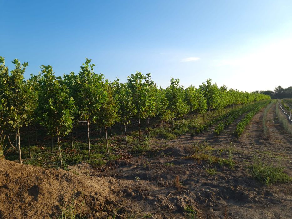 Copaci ornamentali mestecan,tei, platan