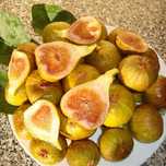 Smochin Francesca ( Ficus Carica Francesca ) ghiveci 2L, h 60 - 90cm