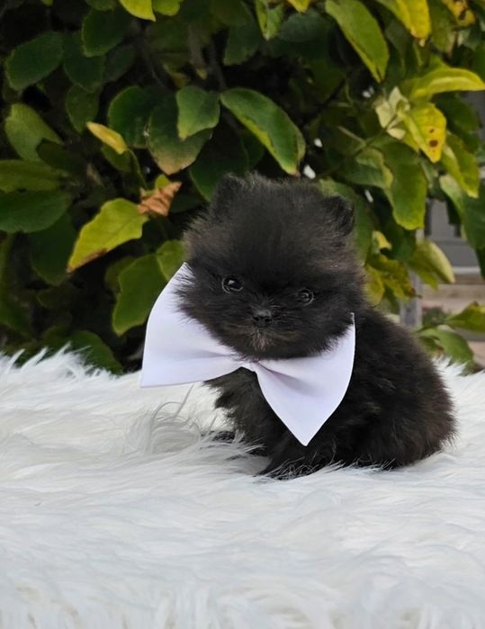 Pomeranian pedigree FCI - Top calitate