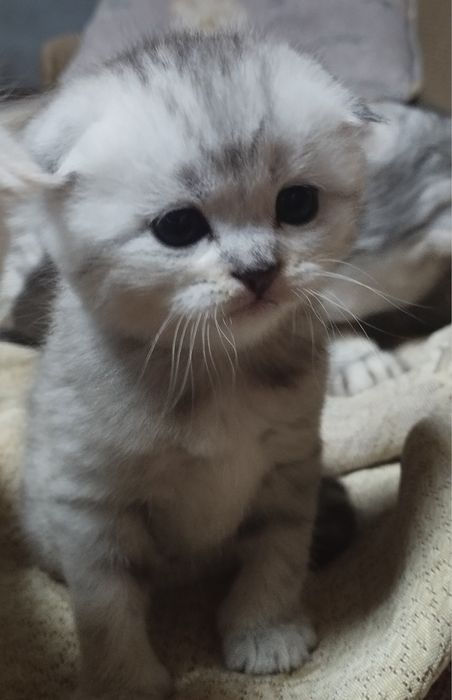 Шотланский Скоттиш фолд ( девочка) ! Колорная Золотая шиншилла ny24!