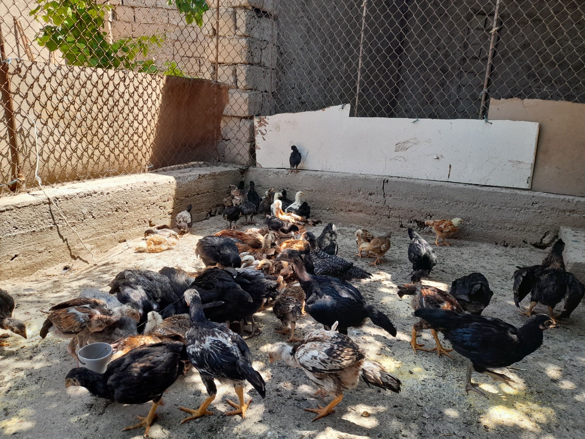 Xanxiyap 3 VA qora shagzoda jersey VA avistirolop jujalari