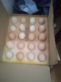 Disponibile ouă pui brahma