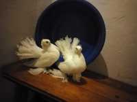 Продам бухарские малоклювые голуби