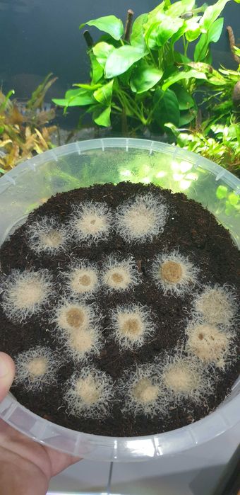 Substrat Grindal 10 Litri