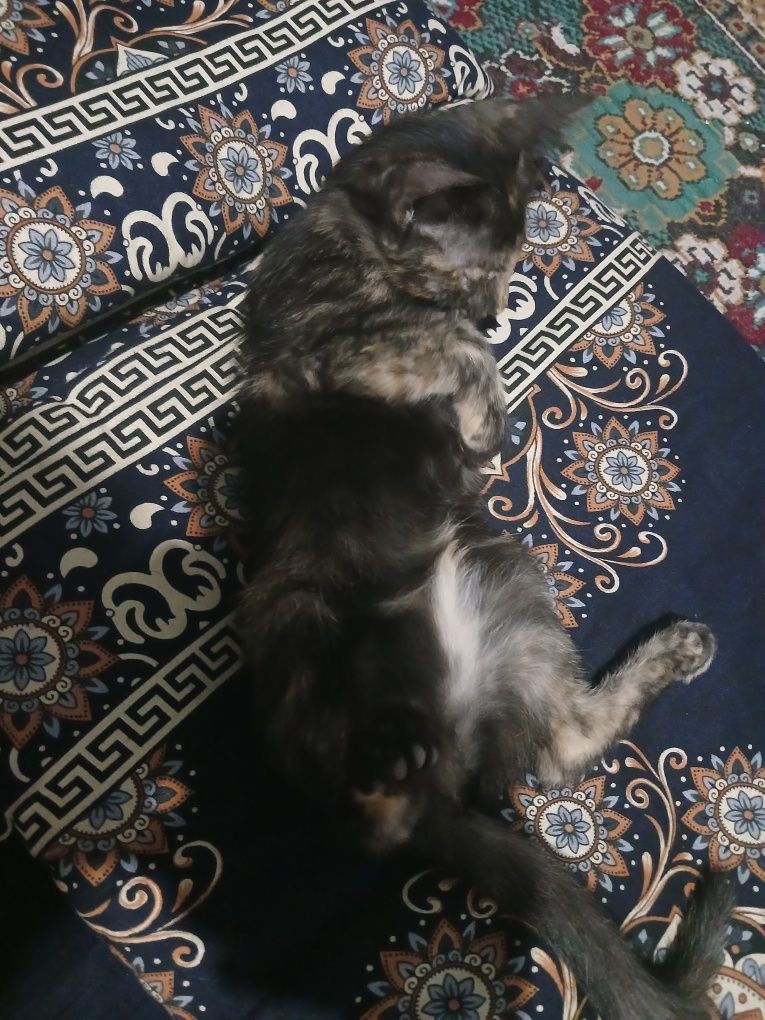 Aqilli mushukchalar