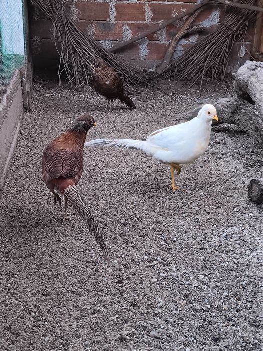 Червено златни фазани (златни фазани)