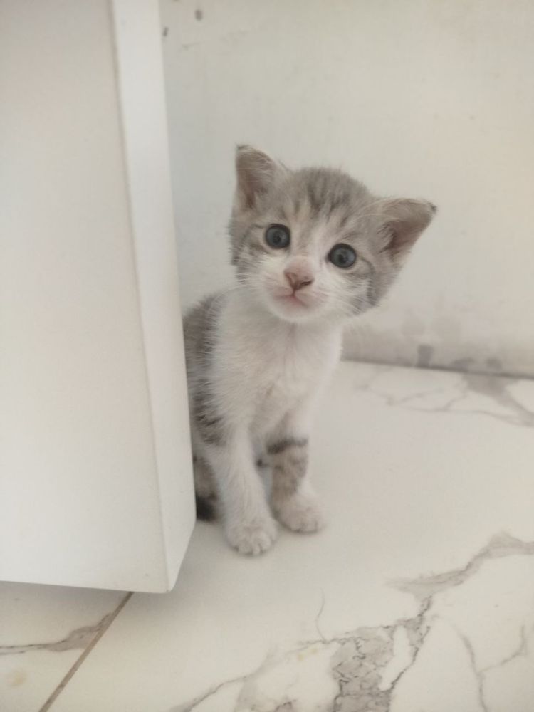 продается котенки еще маленькие