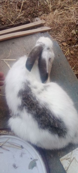 Quyon sotiladi arzon