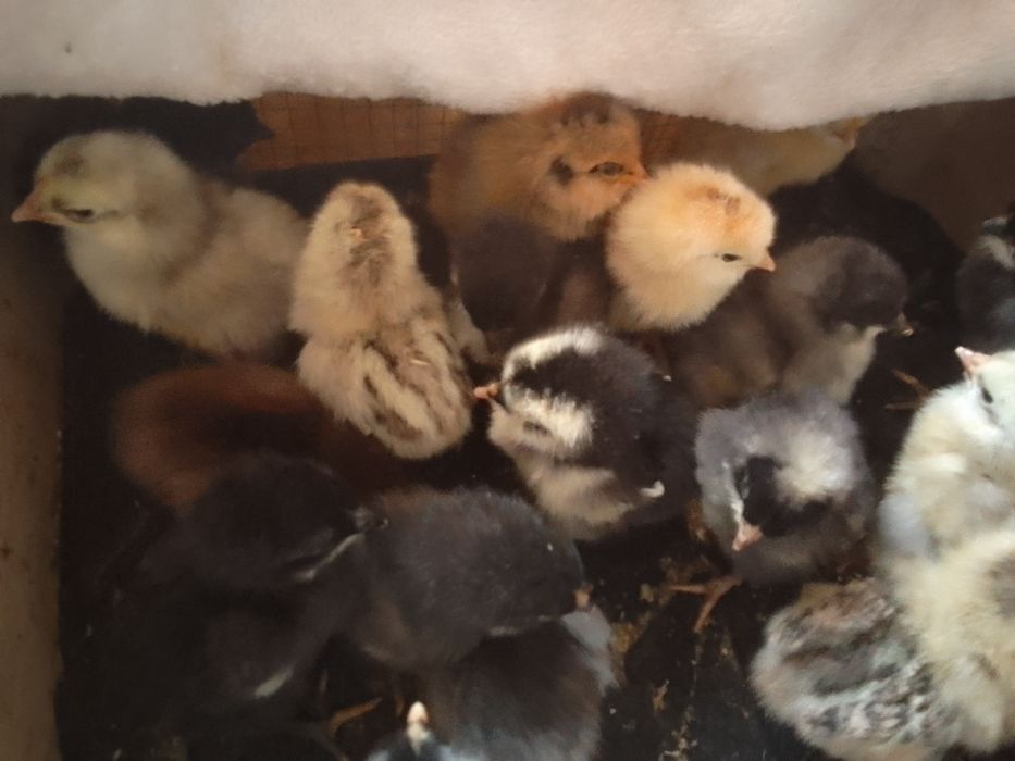 Новоизлюпени пилета