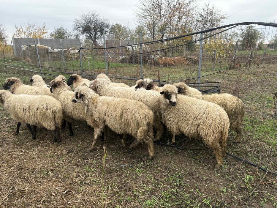 De vanzare 10 oi si 2 berbeci