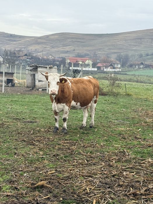 Bălțată românească gestantă