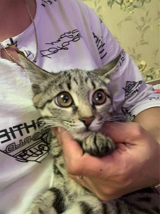 Мушукча хадияга бераман