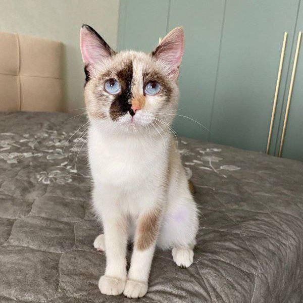 Ищем дом для котенка
