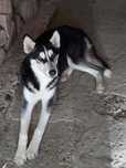 Husky Siberian ( femela 6 luni)