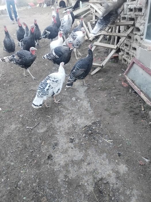 Vand curci si curcani