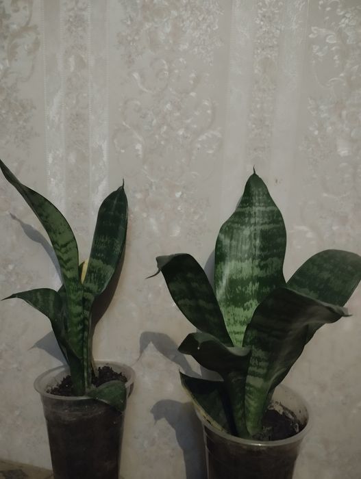 Сансевьерия сортовая  .