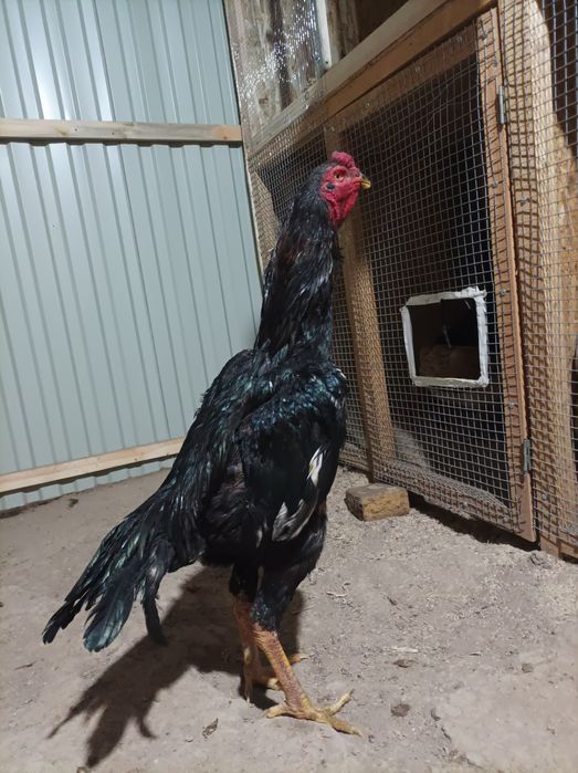 Продается бойцовый петух