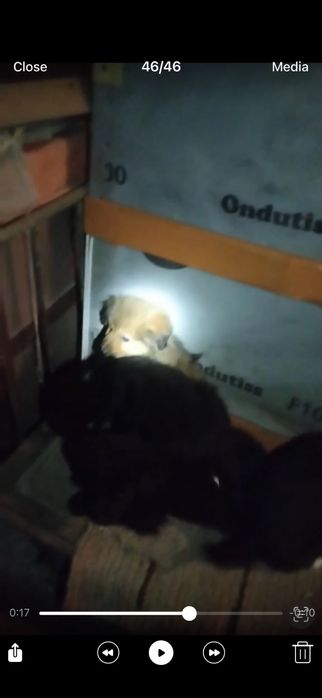 Подаряват се кученца