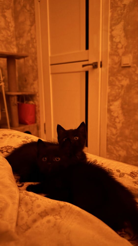 Котенок в хорошие руки