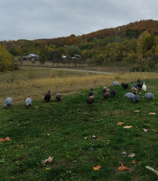 Vând masculi de bibilică
