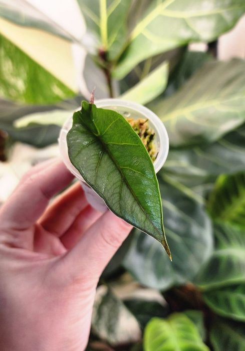 Детка Алоказии Хетерофилла Металлик Блу