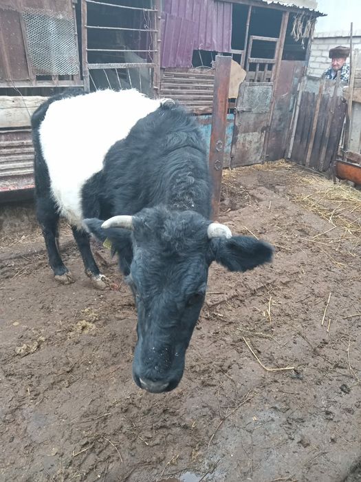 Семіз сиыр сатылады.