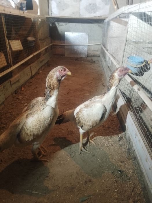 Жожа мокйонла сотилади карес зот