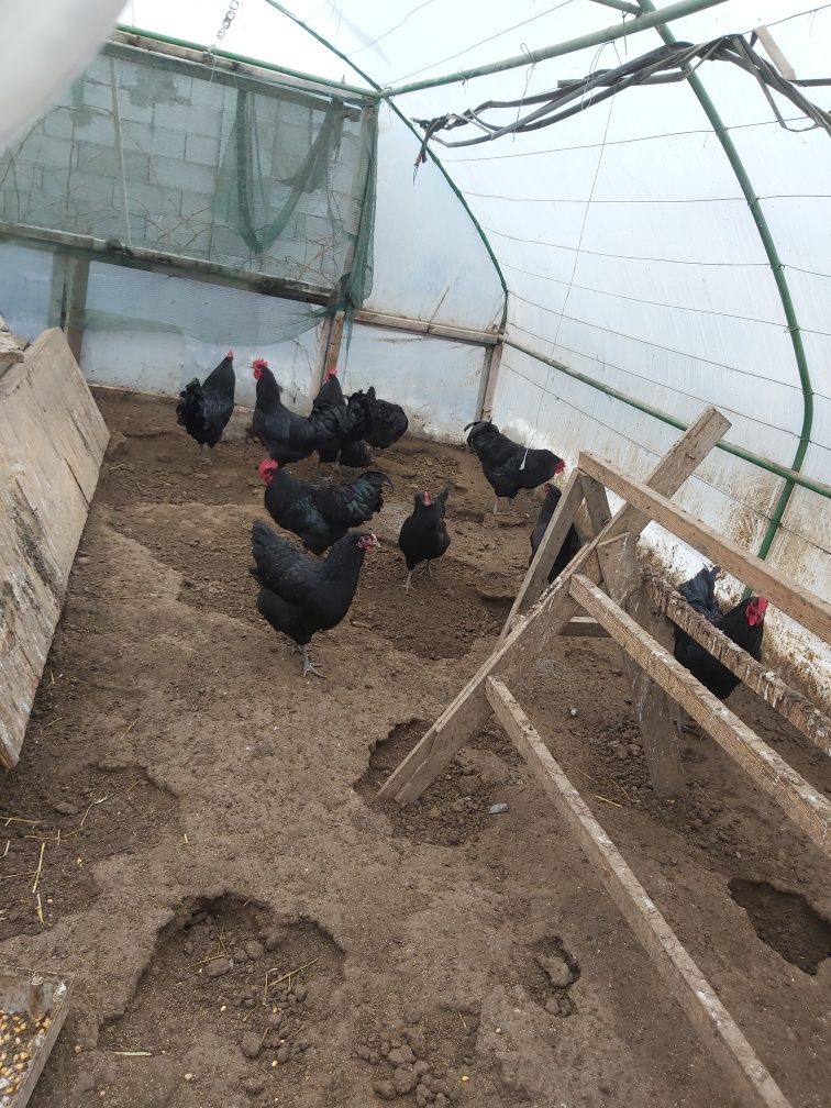 Vând cocosi Australorp  sau schimb cu gaini Araucana sau Australorp