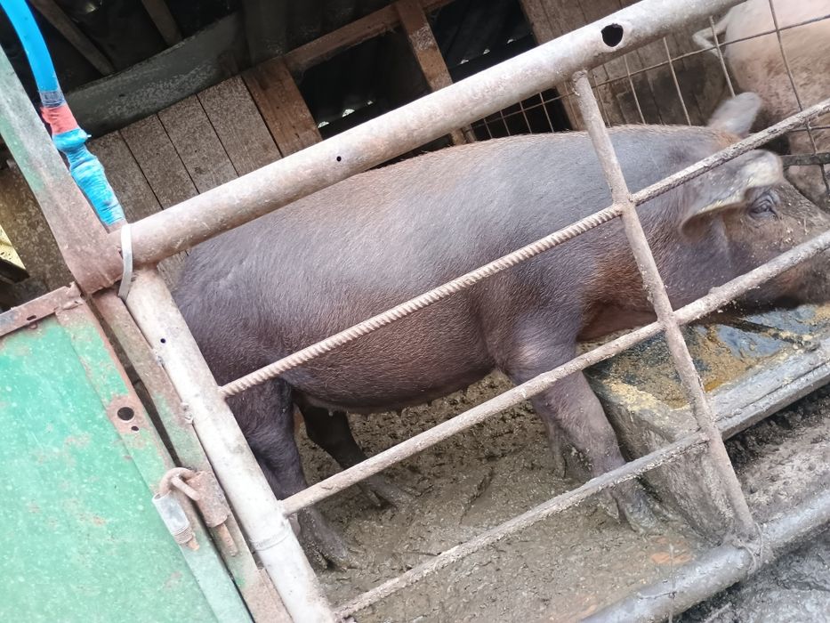 Vând poneita gestanta