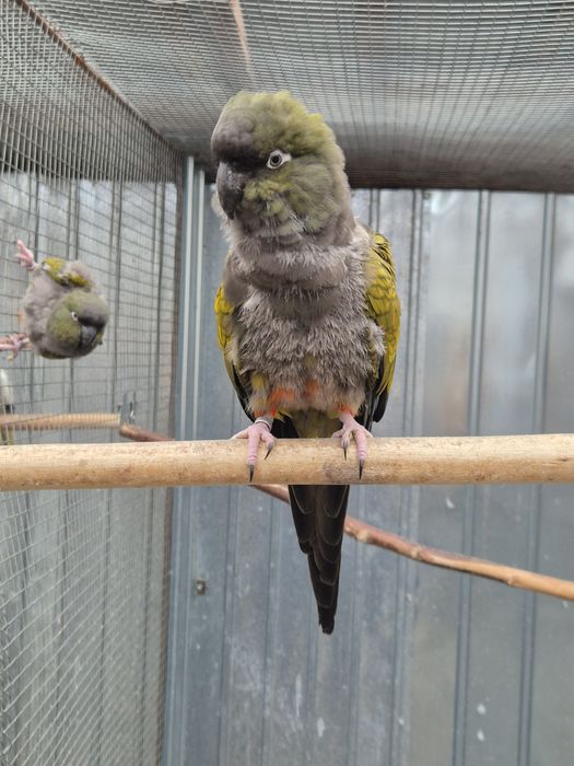 Vand papagali si canari