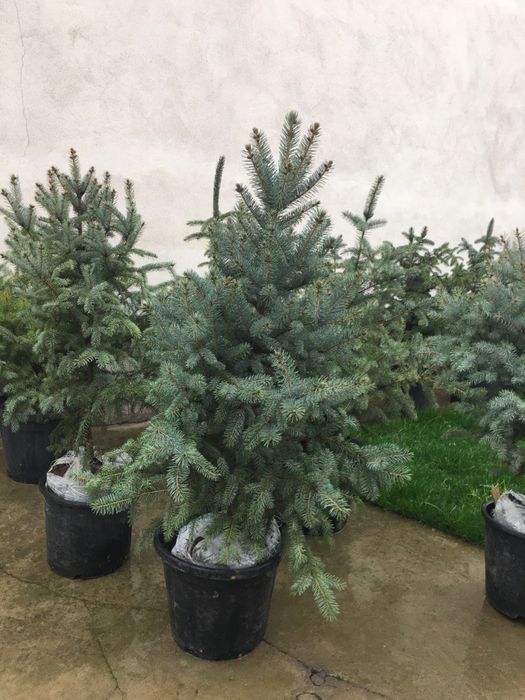 Galuboy yel archa sotiladi rasiski