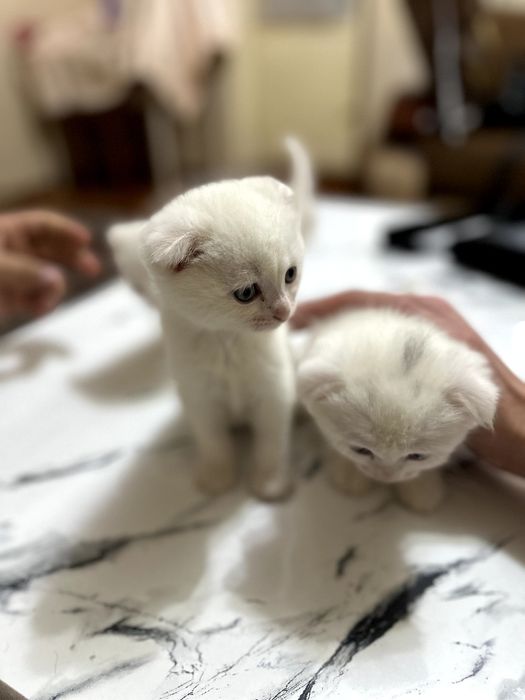 Judayam aqlli toza zotli mushukchalar