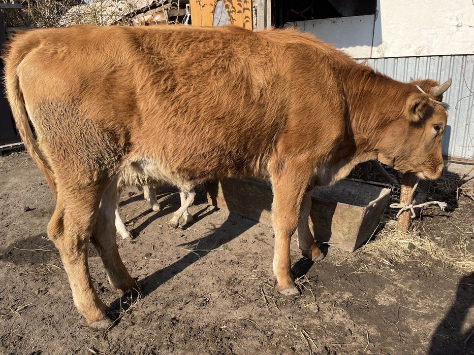 Продам телочку 1год и 2 месяца