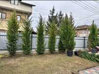 Leylandii 2m - 4m gard viu, plante ornamentale și gazon rulou sport