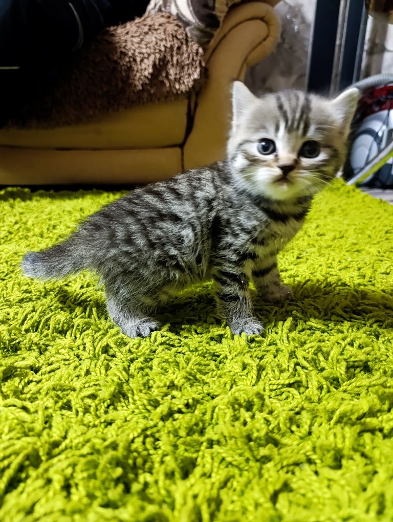 Готовы к продаже котята