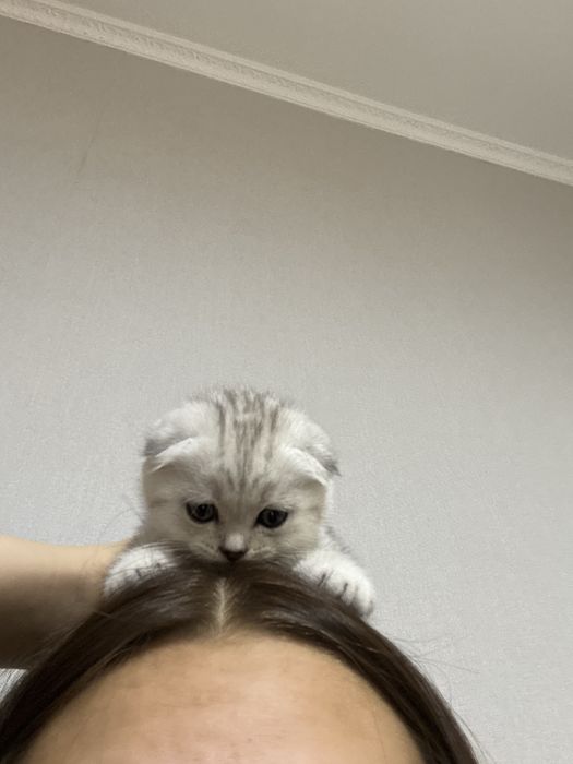 Продам шотландскую вислоухую 3,5 месяца