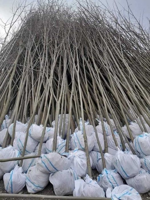 Plante Foioase: Tei, Mesteacăn, Platan | Preț Discutat în Privat