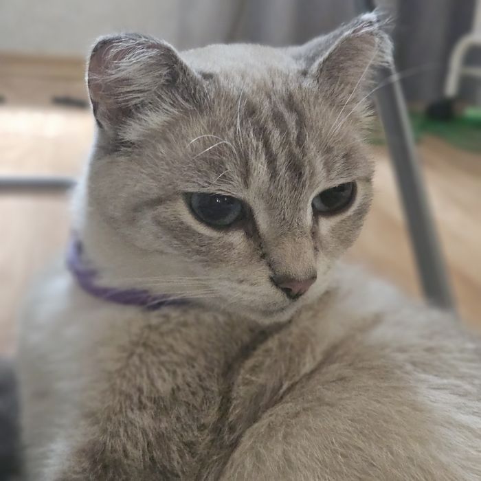 Отдам кошку в добрые руки. 2-3года