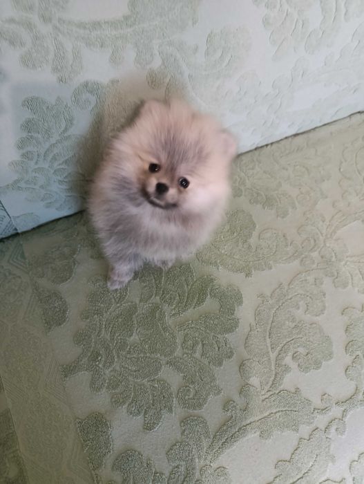 Продаются щенки шпица.