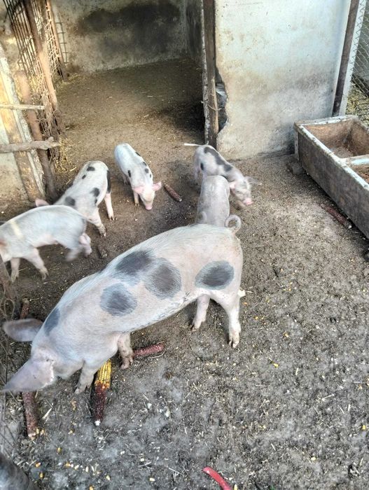 Purcei Petrain 8 bucati 10 kg