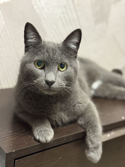 Кот Серый (1-1,5 лет)