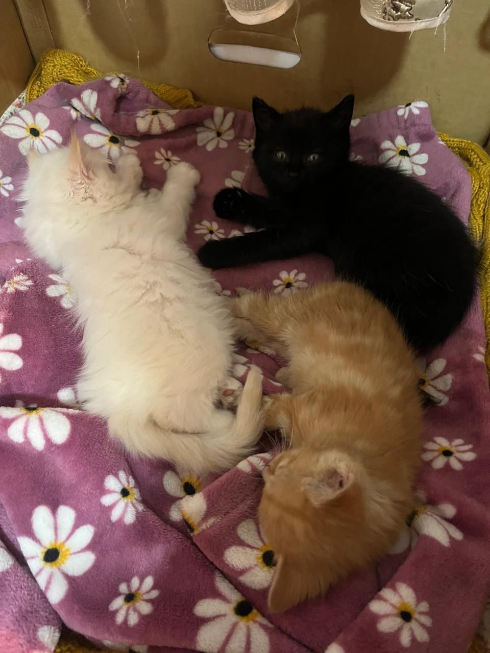 Отдам даром котят