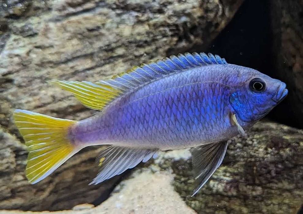 Псевдотрофеус Ацей Лювала Риф