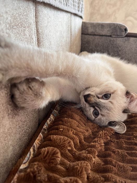 Котик, 4 месяца