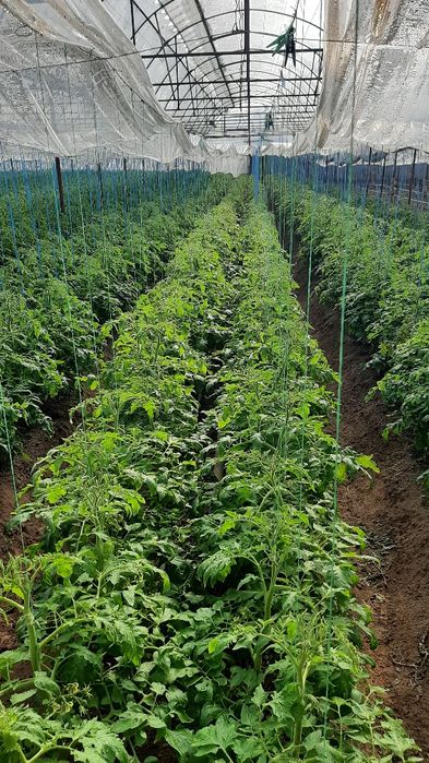 Продаётся теплица 15 сот