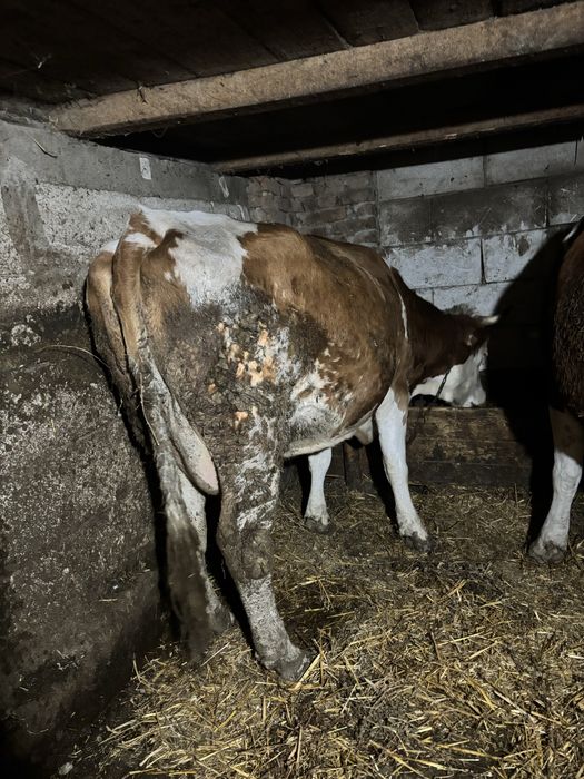 Vacă Bălțată Româneasca