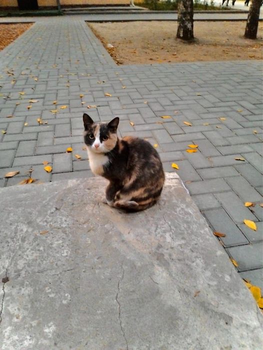 Кошечка в добрые руки