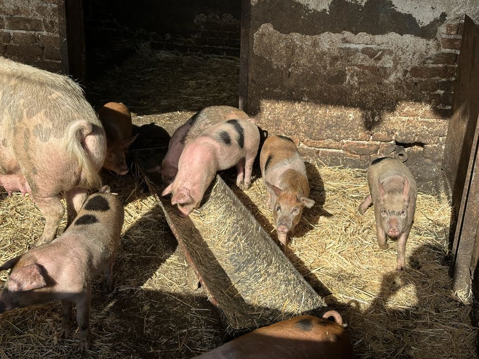 Хубави домашни прасета