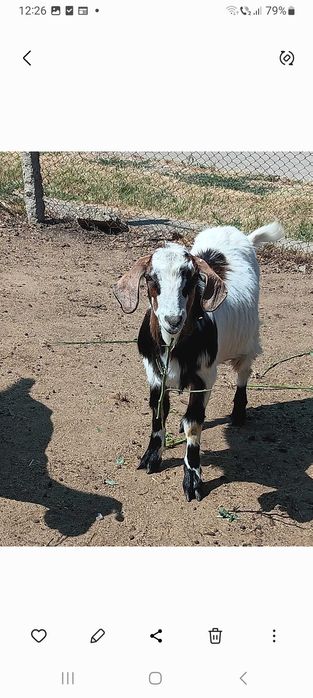 Țap tânăr șut, metis anglonubian